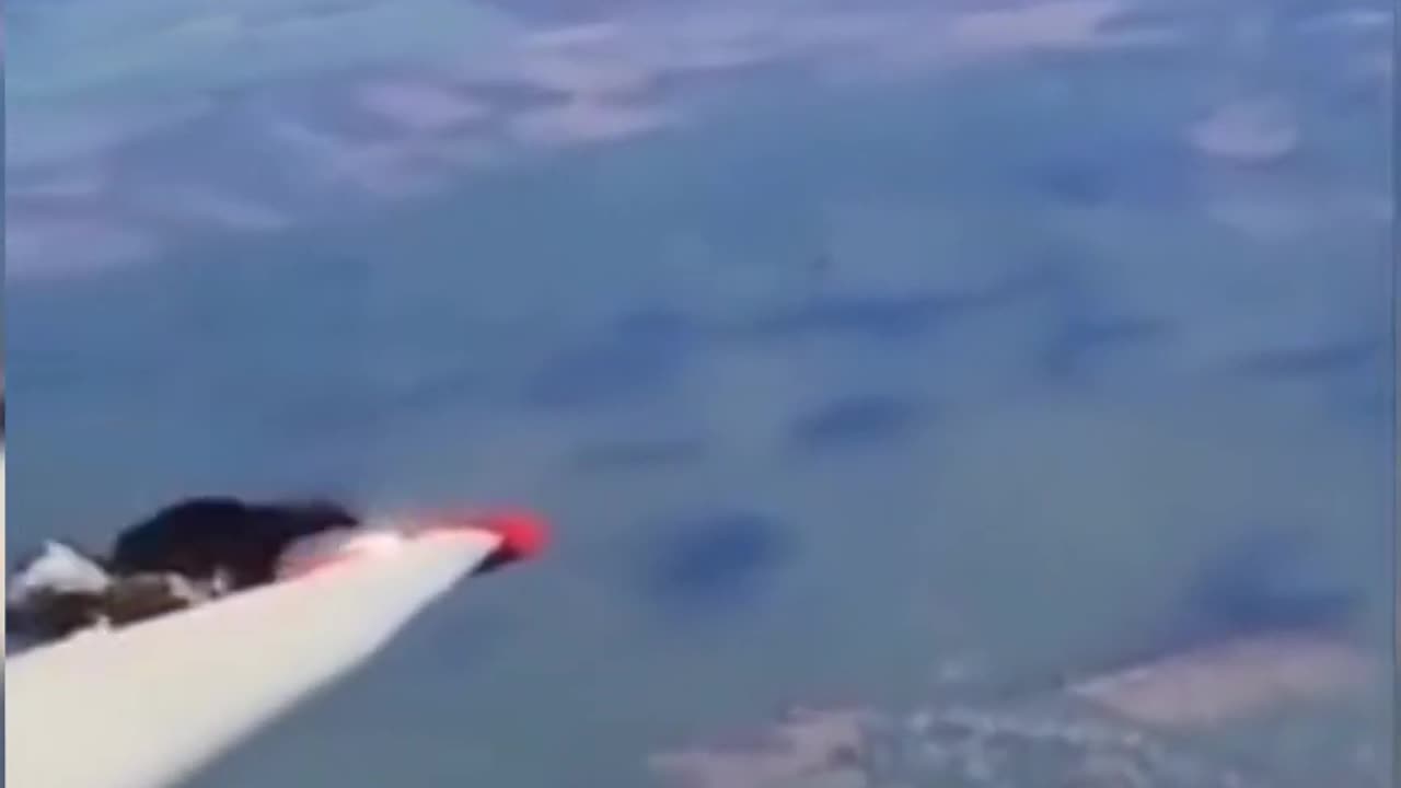 Bald eagle vs plane