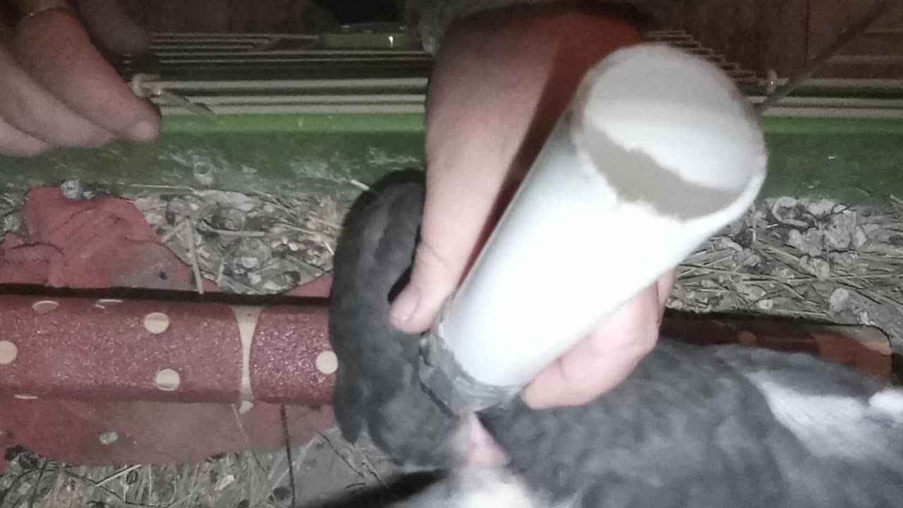 Flock it Farm: hand feeding baby pigeons 4-5 wks old