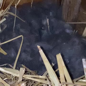 Blessings On The Homestead