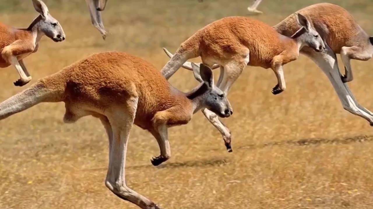 How Kangaroos Are Incredibility Fast