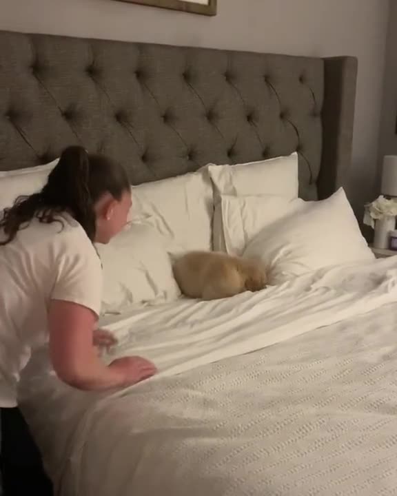 Playing with shy golden retriever.mp4