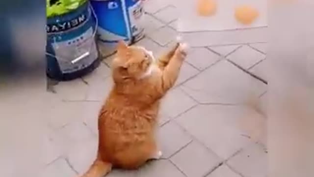 Cat funny video