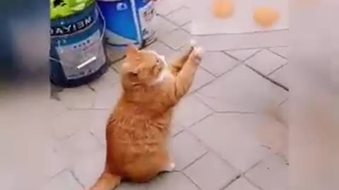 Cat funny video