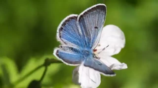 Greenish Blue Butterfly Butterfly Plebejus Saepiolus