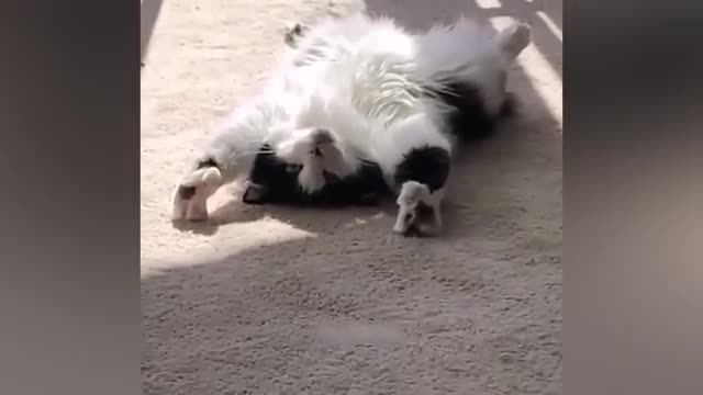 funniest animals