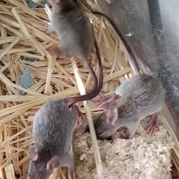 🐀𝐵𝒶𝒷𝓎 𝑅𝒶𝓉𝓈 𝐸𝒶𝓉𝒾𝓃𝑔 𝒪𝒶𝓉𝓂𝑒𝒶𝓁 𝓌𝒾𝓉𝒽 𝒜𝓅𝓅𝓁𝑒𝓈, 𝒩𝑜𝓉 𝒮𝒽𝒶𝓇𝒾𝓃𝑔 😄