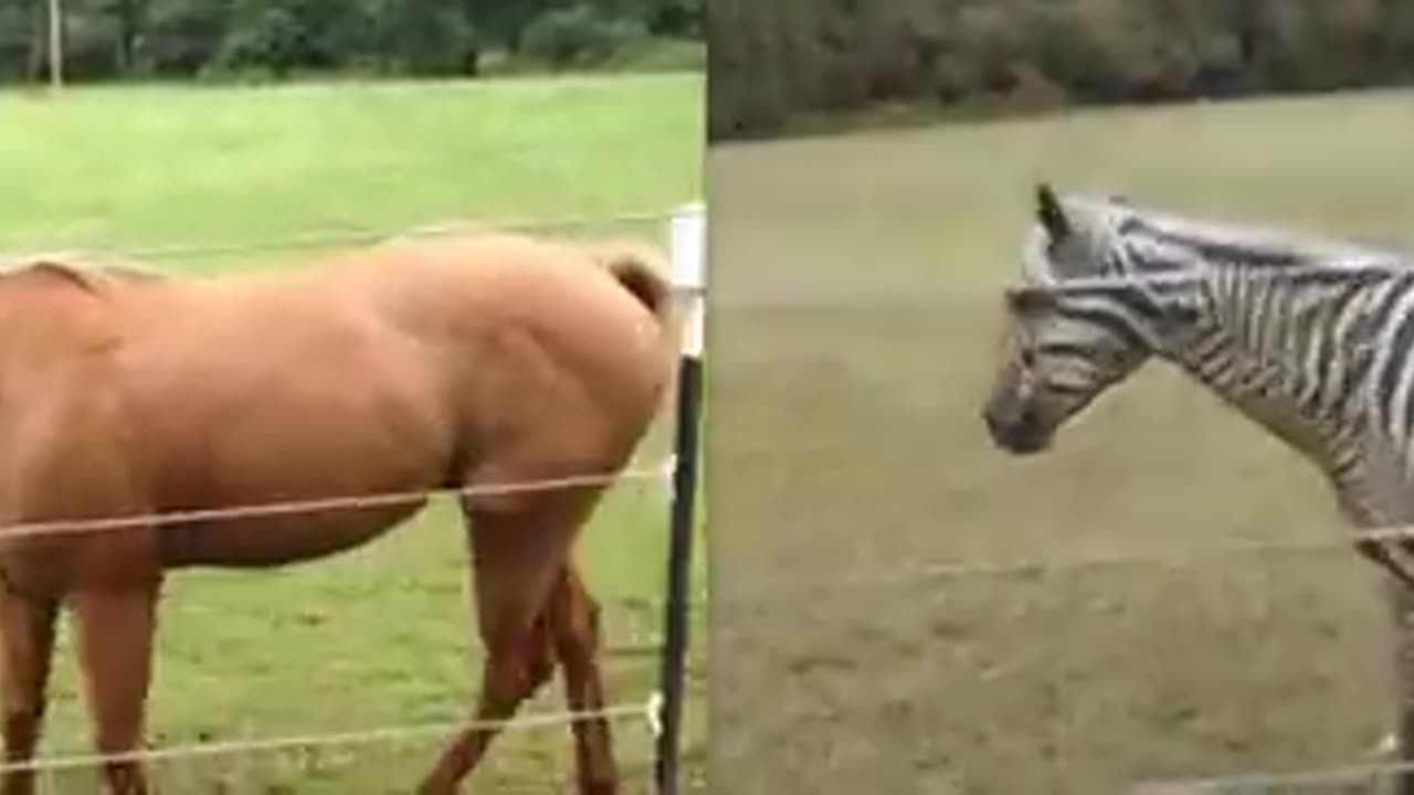 Turning a horse video into a zebra video (by CycleGAN)