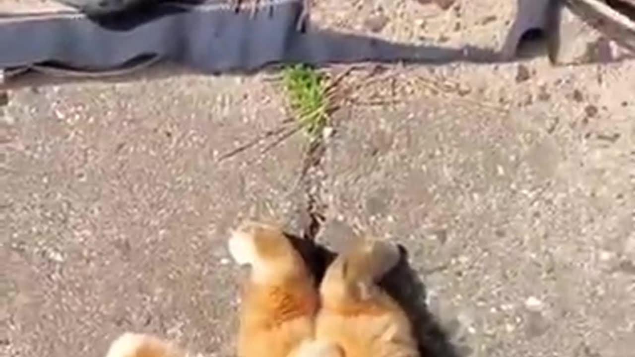 Cat goes inside in hole 🤣🤣