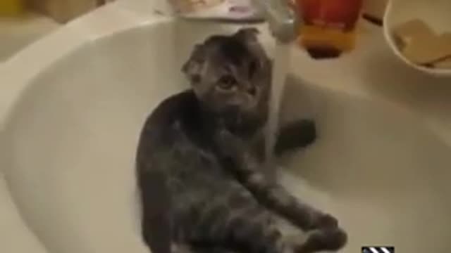 funny cat videos