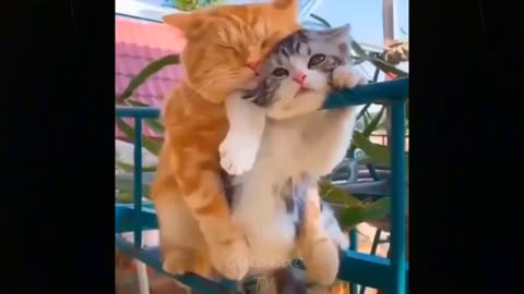 Funny Pets - Top Funniest Moments | Funny Cats Videos #16