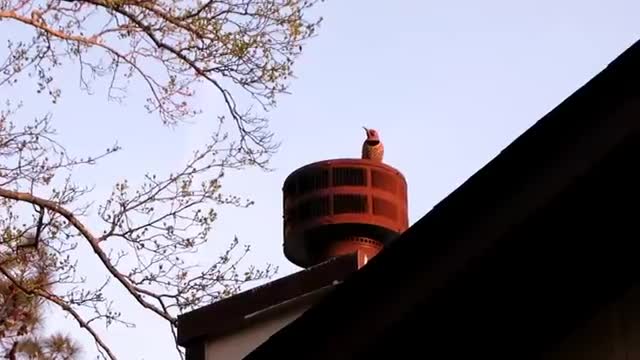 woodpecker pounding on METAL CHIMNEY!!!