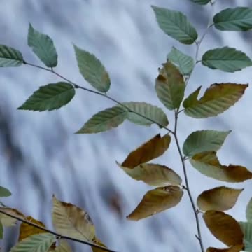 Obedience Brings Blessings