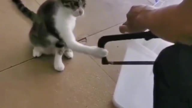 Funny cat highlights