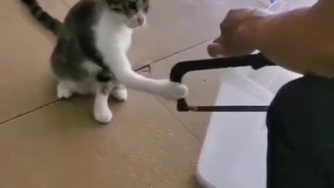 Funny cat highlights