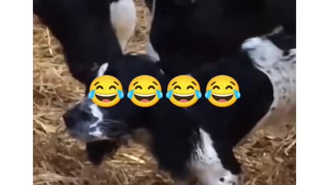 Funny dog and cow funny video