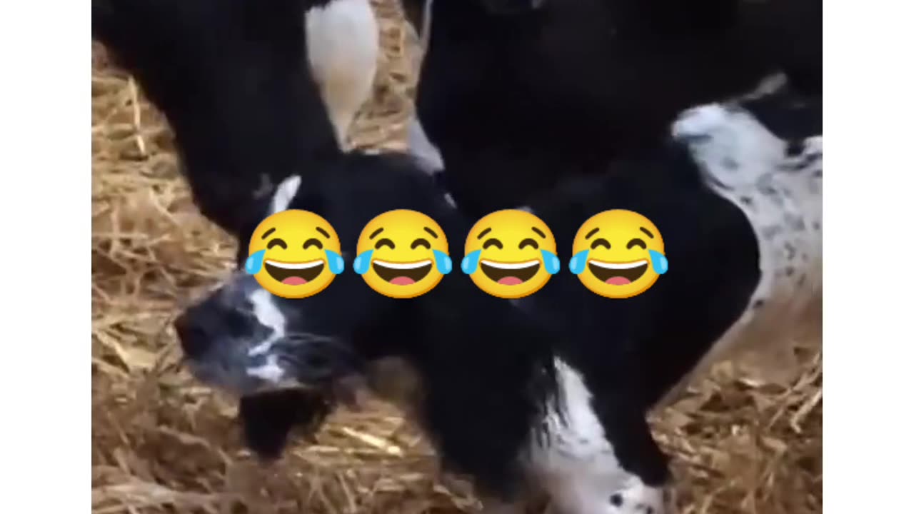 Funny dog and cow funny video