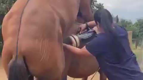 Job Description: Horse Milker