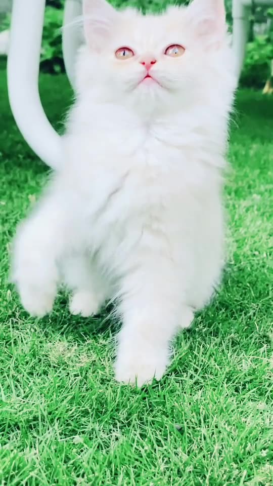 Elsa eyes look 🔥😻