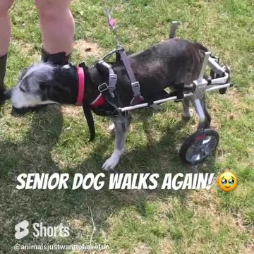 Senior dog gets new hot wheels