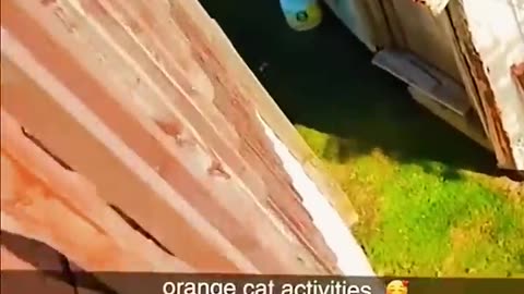 Orange Cat Behaviour