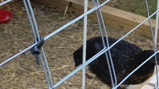 CHICKEN ON A SWING 🐔