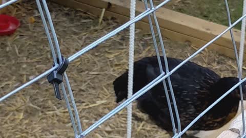 CHICKEN ON A SWING 🐔