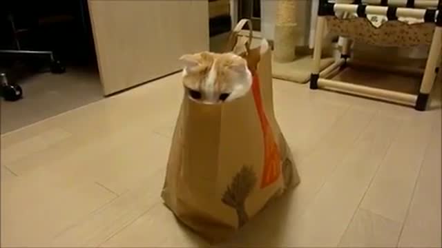 Cat in a Bag Hiding