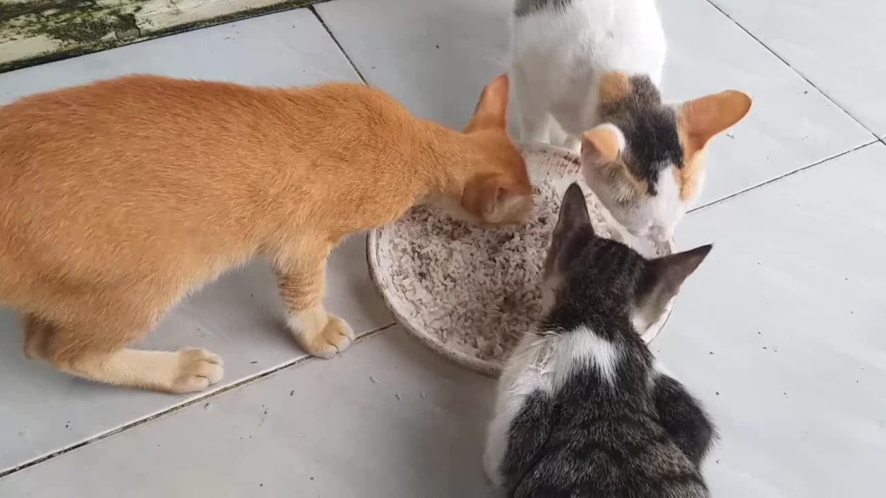 3 cats eat rice mix with fresh fish