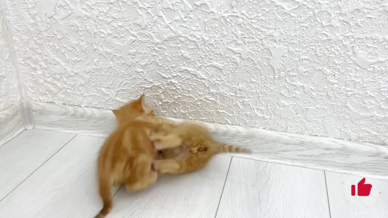 Kittens fighting - mother cat punishes her kittens