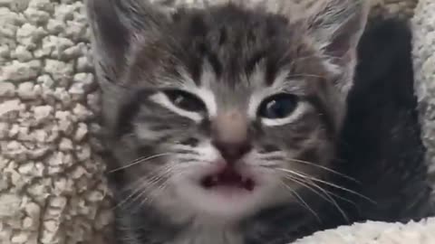Funny cats compilation