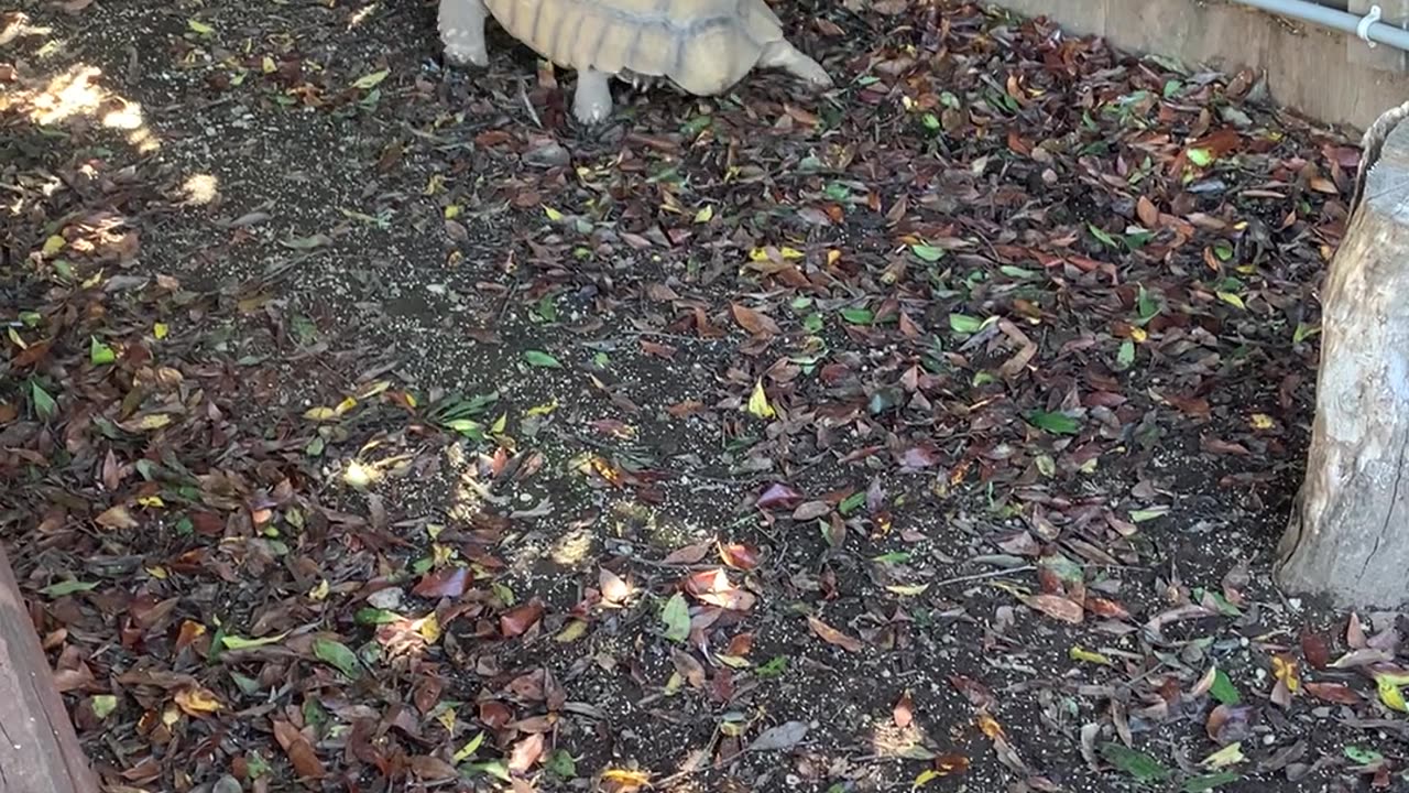 Tortoise Chases Corgi Around Yard