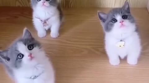 Funny video