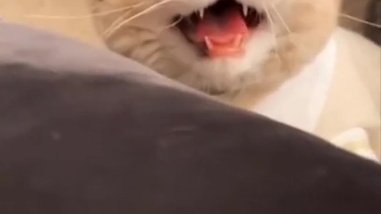 Scaird a office cat