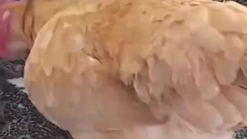 New Funny Video 2023, Funny Moment Of The Year Part:5 Try Not to Laugh😂😝
