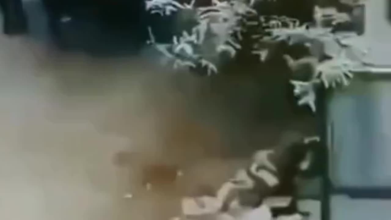 Funny video funny cow video