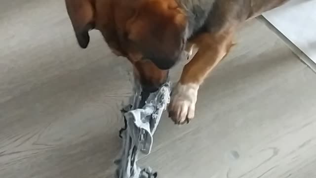 Cute dog playing with an old sock