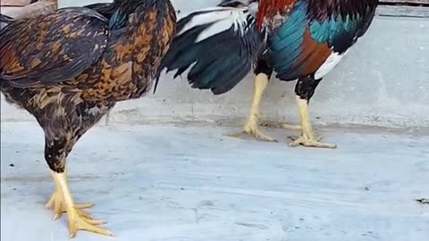Aseel hen and rooster 🐓🐔