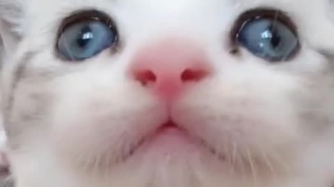 Cute and funny cat video.