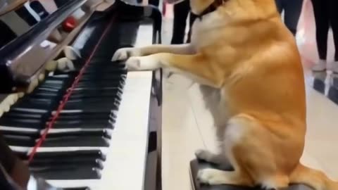 cat #dog #catlover #cute #cutecat #puppy #funny #pets #kitten #an Home Shorts +
