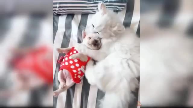 Best funny animals #5