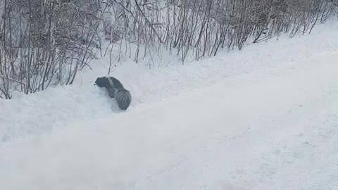 Invincible Skunk in the middle of road.