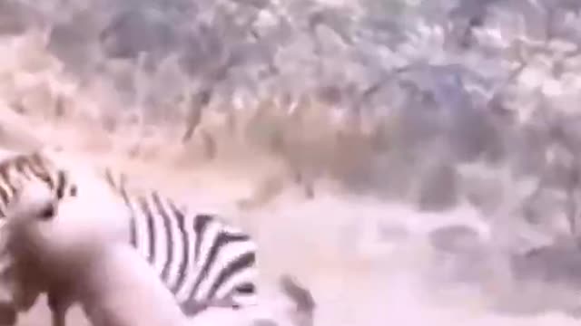 Brother Zebra: I just don't want to fight you, I'm not afraid of you!