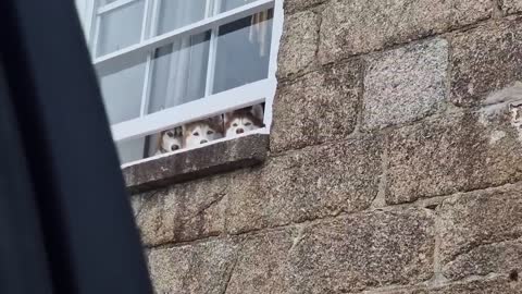 Husky See's 3 Huskies Watching Him From The Window