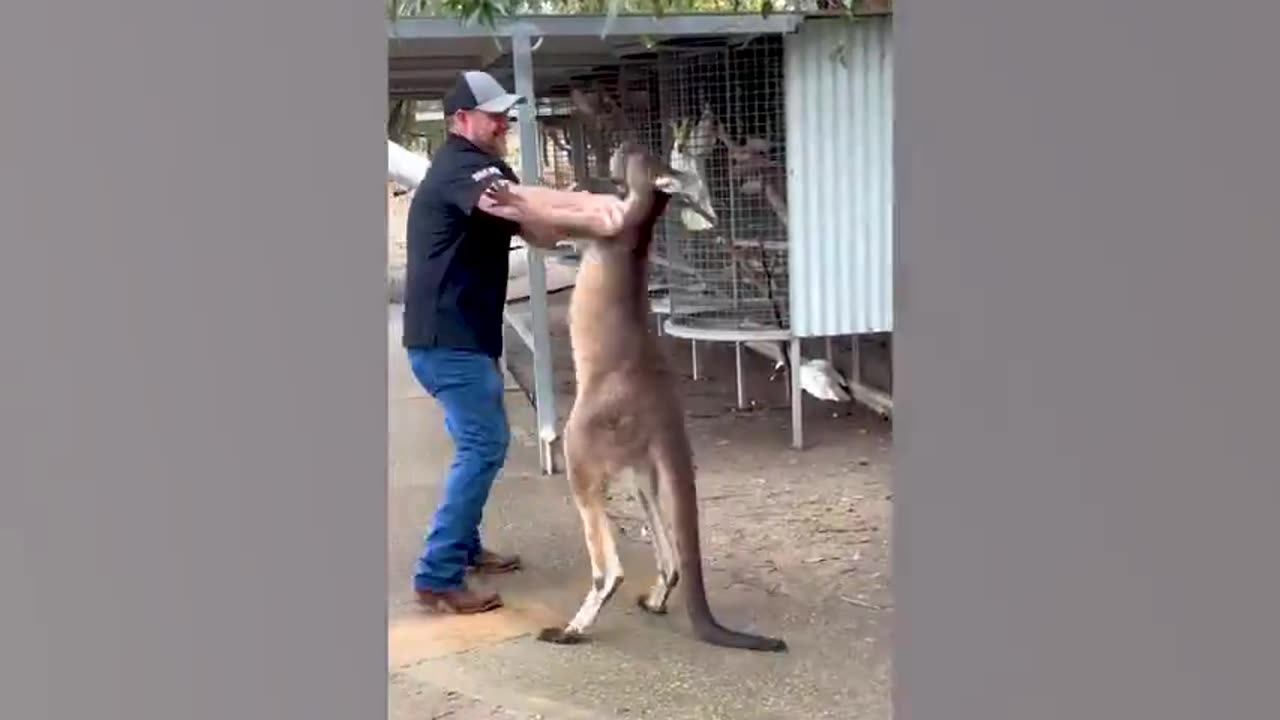 Too Funny... Kangaroo Attacks a Tourist - Ozzy Man Reviews