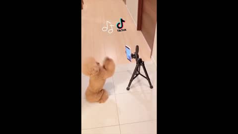 try not to fall in love with these cute and funny pet videos