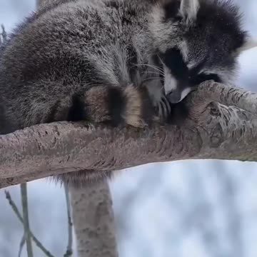 Hang in there little guy 🤣