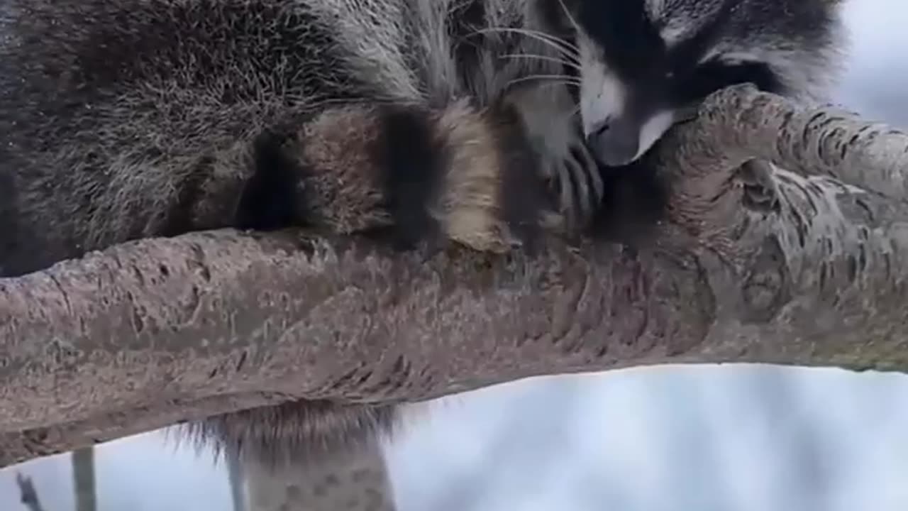 Hang in there little guy 🤣