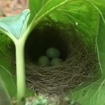 Birds Nest #UbertainmentFun #Shorts