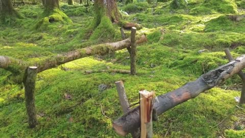 Roast chicken in the forest