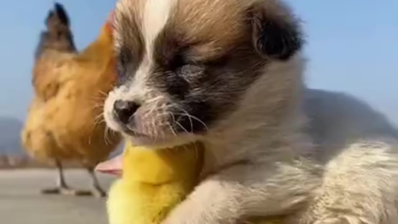 when dog is in love with chicken